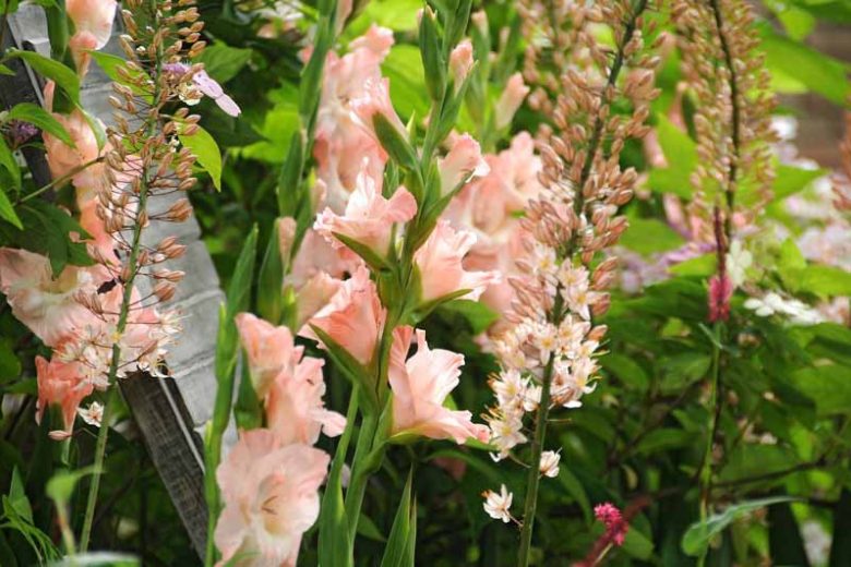 Sword Lily 'Rose Supreme', Gladiolus 'Rose Supreme', Gladiola 'Rose Supreme', Gladiolus x Hortulanus 'Rose Supreme', Pink Sword Lilies,Gladioli 'Rose Supreme'