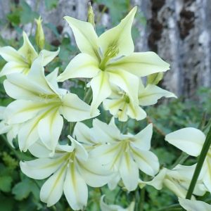 Gladiolus tristis, Marsh Afrikaner, Sad-Flowered Sword Lily, Evening Flower, Ever-Flowering Gladiolus, Fragrant Gladiolus, Fragrant Sword Lily,  Summer Gladiolus, Summer Sword Lily, Fall Gladiolus, Fall Sword Lily