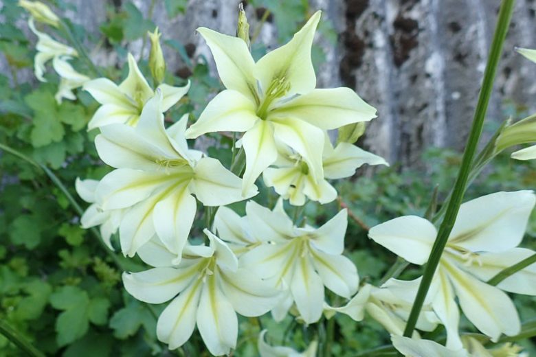 Gladiolus tristis, Marsh Afrikaner, Sad-Flowered Sword Lily, Evening Flower, Ever-Flowering Gladiolus, Fragrant Gladiolus, Fragrant Sword Lily,  Summer Gladiolus, Summer Sword Lily, Fall Gladiolus, Fall Sword Lily
