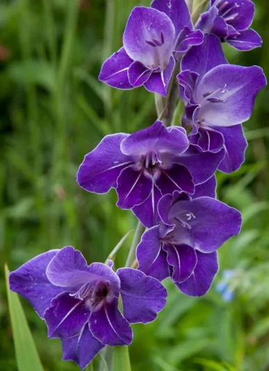 Sword Lily 'Violetta', Gladiolus 'Violetta', Gladiola 'Violetta', Gladiolus x Hortulanus 'Violetta', Purple Sword Lilies,Gladioli 'Violetta'