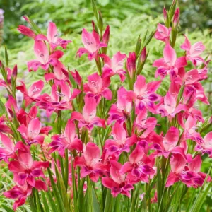 Sword Lily Volcano, Gladiola Volcano, Gladioli Volcano, glaieul Volcano, Pink Glad, Pink Sword Lily, Bicolor Glad, Bicolor Sword Lily, Purple Glad, Purple Sword Lily