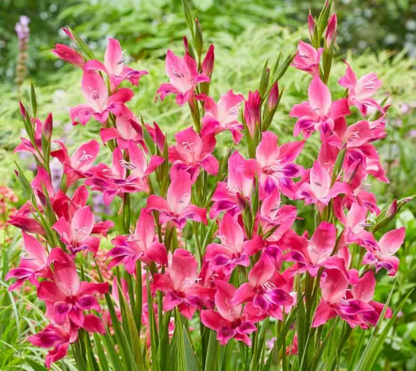 Sword Lily Volcano, Gladiola Volcano, Gladioli Volcano, glaieul Volcano, Pink Glad, Pink Sword Lily, Bicolor Glad, Bicolor Sword Lily, Purple Glad, Purple Sword Lily