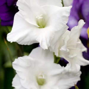 Sword Lily 'White Prosperity', Gladiolus 'White Prosperity', Gladiola 'White Prosperity', Gladiolus x Hortulanus 'White Prosperity', White Sword Lilies