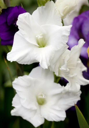 Sword Lily 'White Prosperity', Gladiolus 'White Prosperity', Gladiola 'White Prosperity', Gladiolus x Hortulanus 'White Prosperity', White Sword Lilies
