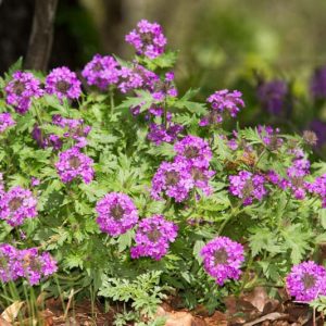 Verbena bipinnatifida, Prairie Verbena, Purple Prairie Verbena, Dakota Vervain, Dakota Mock Vervain, Moradilla, Alfombrilla, purple verbena, Drought tolerant plants, Heat Tolerant plants