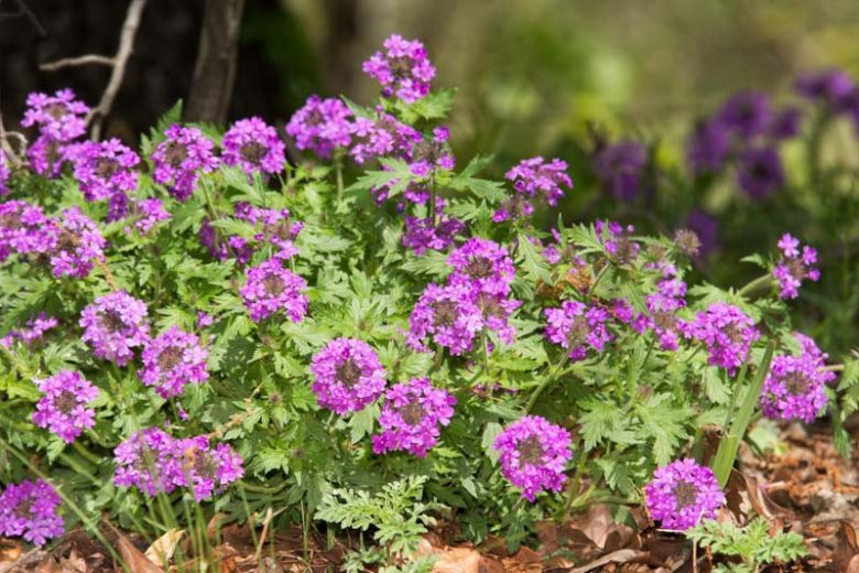 Verbena bipinnatifida, Prairie Verbena, Purple Prairie Verbena, Dakota Vervain, Dakota Mock Vervain, Moradilla, Alfombrilla, purple verbena, Drought tolerant plants, Heat Tolerant plants