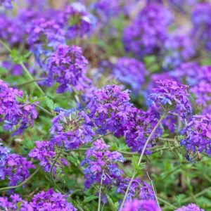 Verbena canadensis, Rose Vervain, Sweet William, Rose Mock Vervain, Glandularia drummondii, Glandularia lambertii, Glandularia canadensis, purple verbena, Drought tolerant plants, Heat Tolerant plants