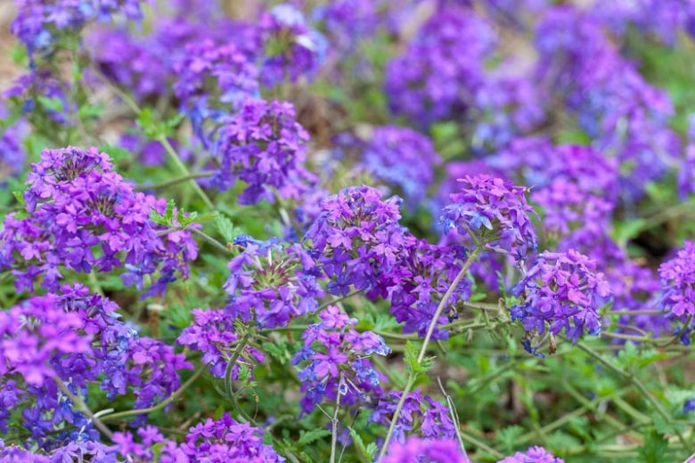 Verbena canadensis, Rose Vervain, Sweet William, Rose Mock Vervain, Glandularia drummondii, Glandularia lambertii, Glandularia canadensis, purple verbena, Drought tolerant plants, Heat Tolerant plants