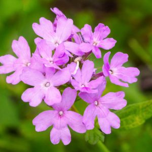 Glandularia maritima, Coastal Mock Vervain, Mock Vervain, Mock Verbena, Beach Verbena, Verbena maritima, purple verbena, Drought tolerant plants, Heat Tolerant plants