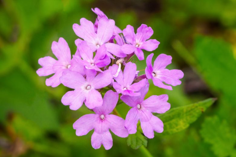 Glandularia maritima, Coastal Mock Vervain, Mock Vervain, Mock Verbena, Beach Verbena, Verbena maritima, purple verbena, Drought tolerant plants, Heat Tolerant plants