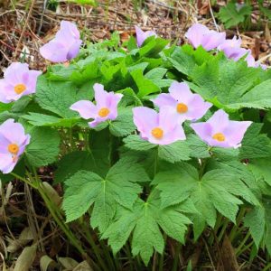 Glaucidium palmatum, Japanese Wood Poppy, Palmate glaucidium, Lavender flowers