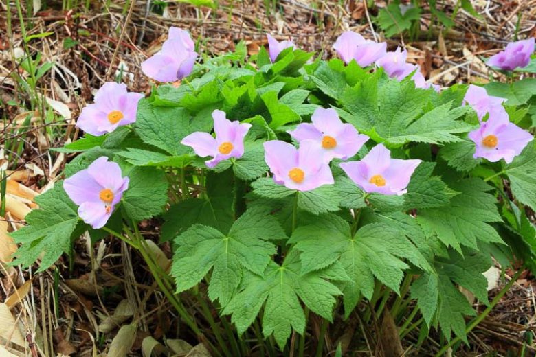 Glaucidium palmatum, Japanese Wood Poppy, Palmate glaucidium, Lavender flowers