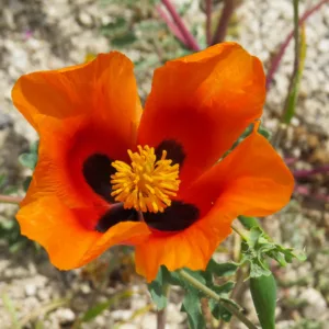 Glaucium corniculatum , Blackspot Hornpoppy, Bristly Horned Poppy, Red Horned Poppy, Red flowers, Perennial Poppy, Red Poppy
