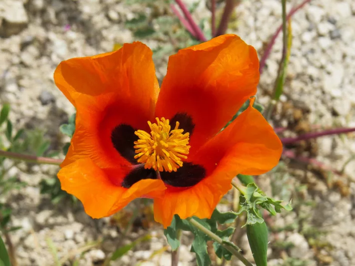 Glaucium corniculatum , Blackspot Hornpoppy, Bristly Horned Poppy, Red Horned Poppy, Red flowers, Perennial Poppy, Red Poppy
