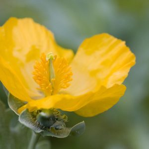 Glaucium flavum , Yellow Horned Poppy, Horned Poppy, Bruisewort, Sea Poppy, Seaside Poppy, Glaucium luteum, Yellow flowers, Perennial Poppy, Yellow Poppy