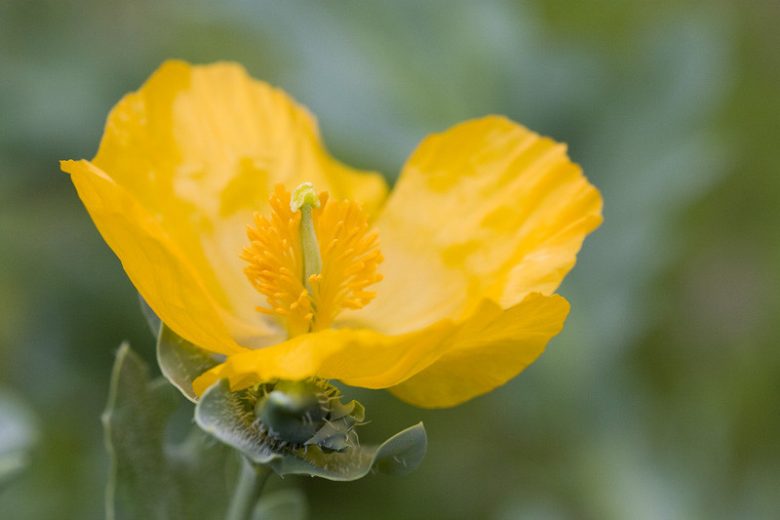 Glaucium flavum , Yellow Horned Poppy, Horned Poppy, Bruisewort, Sea Poppy, Seaside Poppy, Glaucium luteum, Yellow flowers, Perennial Poppy, Yellow Poppy