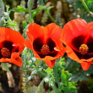 Glaucium grandiflorum , Grand-Flowered Horned Poppy, Red Horned Poppy, Red flowers, Perennial Poppy, Red Poppy