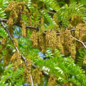 Gleditsia triacanthos, Honey Locust, Common Honey Locust, Thorny Common Honey Locust, Honey Shucks Locust, Sweet Locust, Thorny Locust, Honey Shucks, Sweet Bean Tree, Gleditsia triacanthos var. inermis