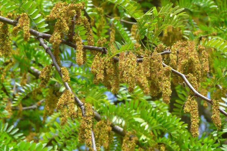 Gleditsia triacanthos, Honey Locust, Common Honey Locust, Thorny Common Honey Locust, Honey Shucks Locust, Sweet Locust, Thorny Locust, Honey Shucks, Sweet Bean Tree, Gleditsia triacanthos var. inermis