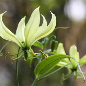Gloriosa Greenii, Climbing Lily, FLame Lily, Glory Lily, Fire Lily, Gloriosa Lily, Superb Lily, Creeping Lily, Gloriosa superba 'Greenii'