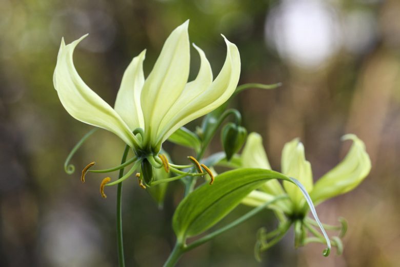 Gloriosa Greenii, Climbing Lily, FLame Lily, Glory Lily, Fire Lily, Gloriosa Lily, Superb Lily, Creeping Lily, Gloriosa superba 'Greenii'
