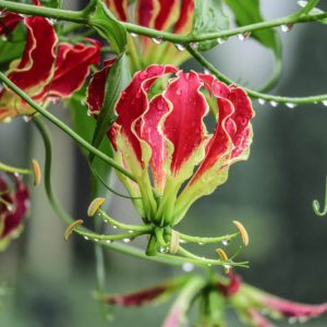 Gloriosa Himalayan Select, Climbing Lily, FLame Lily, Glory Lily, Fire Lily, Gloriosa Lily, Superb Lily, Creeping Lily, Gloriosa superba 'Himalayan Select'