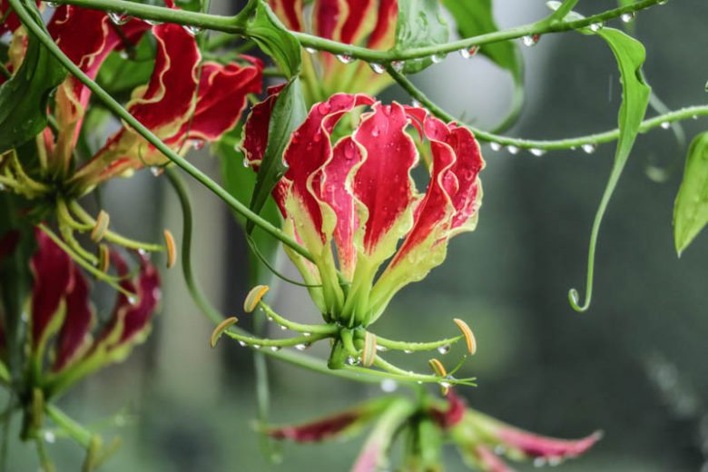 Gloriosa Himalayan Select, Climbing Lily, FLame Lily, Glory Lily, Fire Lily, Gloriosa Lily, Superb Lily, Creeping Lily, Gloriosa superba 'Himalayan Select'