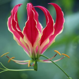 Gloriosa carsonii, Climbing Lily, FLame Lily, Glory Lily, Fire Lily, Gloriosa Lily, Superb Lily, Creeping Lily, Gloriosa superba 'carsonii'