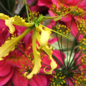 Gloriosa lutea, Climbing Lily, FLame Lily, Glory Lily, Fire Lily, Gloriosa Lily, Superb Lily, Creeping Lily, Gloriosa superba 'lutea'