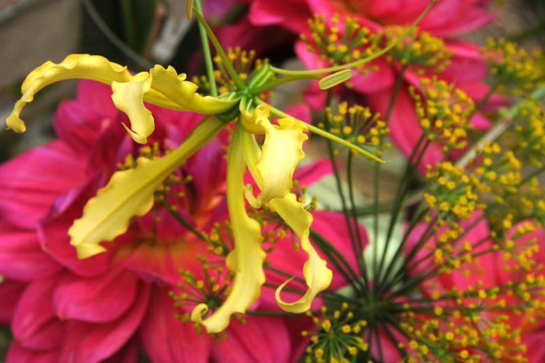 Gloriosa lutea, Climbing Lily, FLame Lily, Glory Lily, Fire Lily, Gloriosa Lily, Superb Lily, Creeping Lily, Gloriosa superba 'lutea'