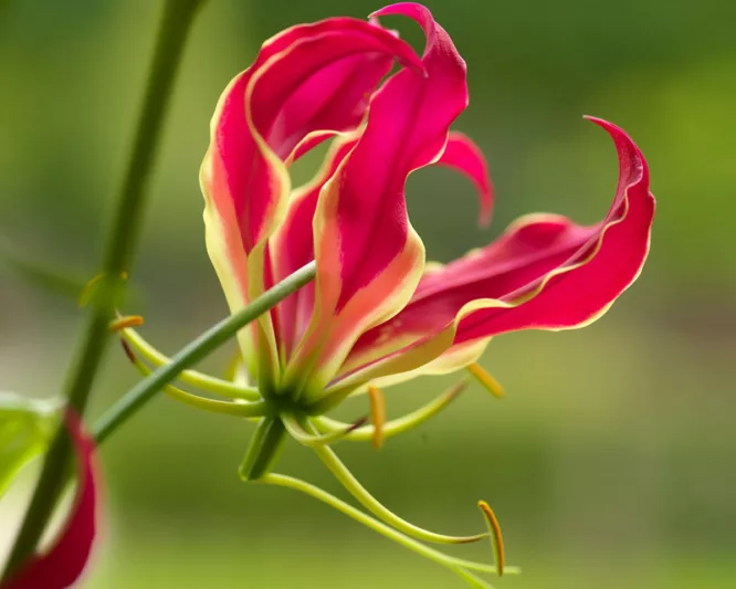 Gloriosa Rothschildiana, Climbing Lily, FLame Lily, Glory Lily, Fire Lily, Gloriosa Lily, Superb Lily, Creeping Lily, Gloriosa superba 'Rothschildiana'
