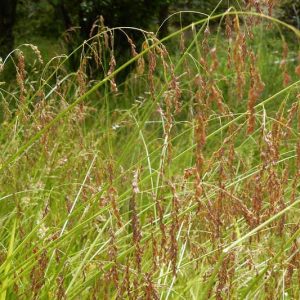 Glyceria striata, Fowl Mannagrass, Glyceria elata, Glyceria nervata, Glyceria striata ssp. stricta, Glyceria striata var. stricta, Panicularia nervata, Panicularia striata, Ornamental grasses, Ornamental grass, Decorative grasses, grasses, perennial grasses
