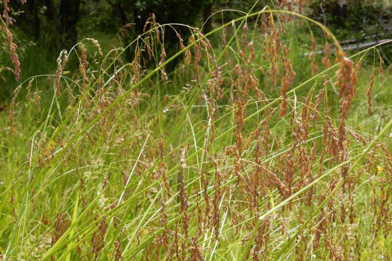 Glyceria striata, Fowl Mannagrass, Glyceria elata, Glyceria nervata, Glyceria striata ssp. stricta, Glyceria striata var. stricta, Panicularia nervata, Panicularia striata, Ornamental grasses, Ornamental grass, Decorative grasses, grasses, perennial grasses