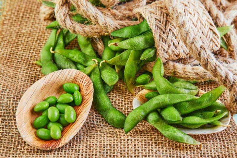 Glycine max, Edamame, Soja Bean, Soy Bean, Soybean, White Gram