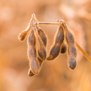 Soybeans, Soja Bean, Soy Bean, Soybean, White Gram