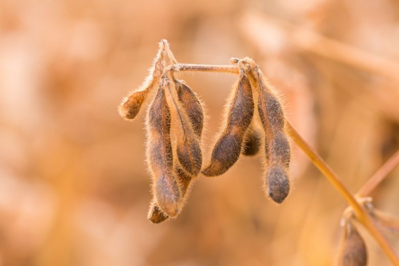 Soybeans, Soja Bean, Soy Bean, Soybean, White Gram