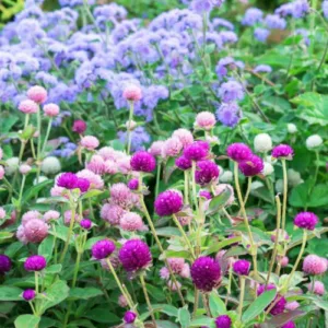 Gomphrena globosa, Globe Amaranth, Bachelor's Button, Globe Flower, Red Globe Everlasting, Purple flowers, Pink flowers