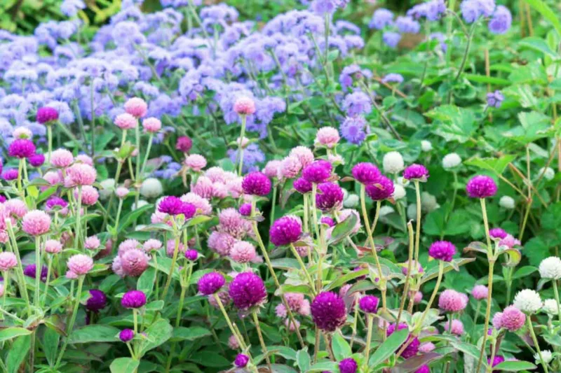 Gomphrena globosa, Globe Amaranth, Bachelor's Button, Globe Flower, Red Globe Everlasting, Purple flowers, Pink flowers