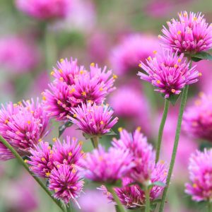 Gomphrena Globosa 'Fireworks', Globe Amaranth 'Fireworks', Gomphrena 'Fireworks', Bachelor's Buttons 'Fireworks', Bachelor Button 'Fireworks', Purple flowers, Pink flowers