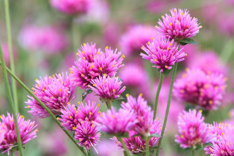 Gomphrena Globosa 'Fireworks', Globe Amaranth 'Fireworks', Gomphrena 'Fireworks', Bachelor's Buttons 'Fireworks', Bachelor Button 'Fireworks', Purple flowers, Pink flowers