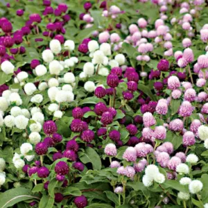 Gomphrena globosa 'Gnome Series', Globe Amaranth 'Gnome Series', Bachelor's Button 'Gnome Series', Globe Flower 'Gnome Series', Purple flowers, Pink flowers