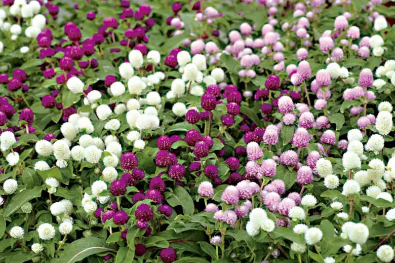 Gomphrena globosa 'Gnome Series', Globe Amaranth 'Gnome Series', Bachelor's Button 'Gnome Series', Globe Flower 'Gnome Series', Purple flowers, Pink flowers