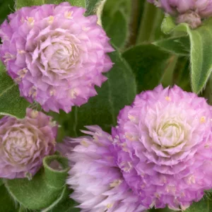 Gomphrena globosa 'Gnome Pink', Globe Amaranth 'Gnome Pink', Bachelor's Button 'Gnome Pink', Globe Flower 'Gnome Pink', Pink Globe Amaranth