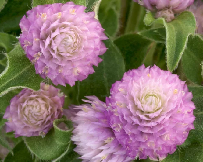Gomphrena globosa 'Gnome Pink', Globe Amaranth 'Gnome Pink', Bachelor's Button 'Gnome Pink', Globe Flower 'Gnome Pink', Pink Globe Amaranth