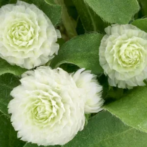 Gomphrena globosa 'Gnome White', Globe Amaranth 'Gnome White', Bachelor's Button 'Gnome White', Globe Flower 'Gnome White', White Globe Amaranth