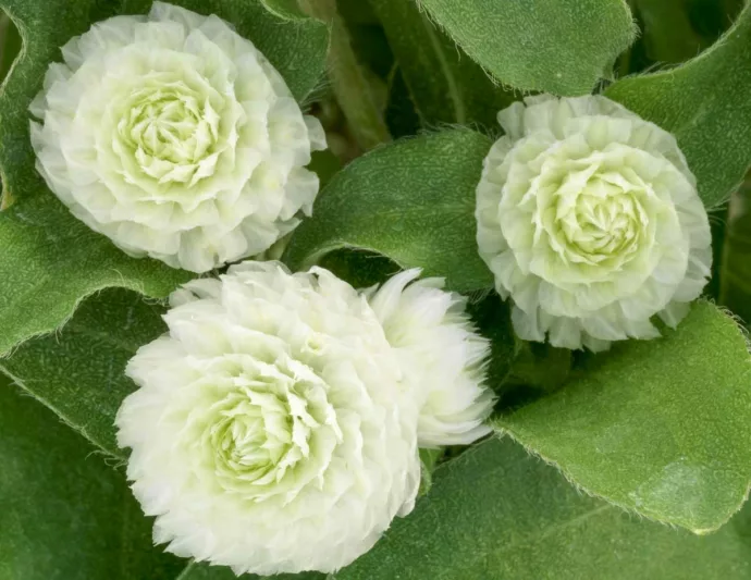 Gomphrena globosa 'Gnome White', Globe Amaranth 'Gnome White', Bachelor's Button 'Gnome White', Globe Flower 'Gnome White', White Globe Amaranth