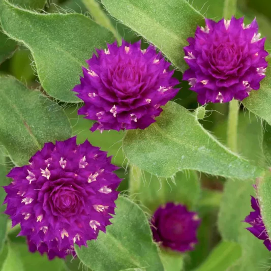 Gomphrena globosa Pinball Purple, Globe Amaranth Pinball Purple, Bachelor's Button Pinball Purple, Globe Flower Pinball Purple, Purple Globe Amaranth
