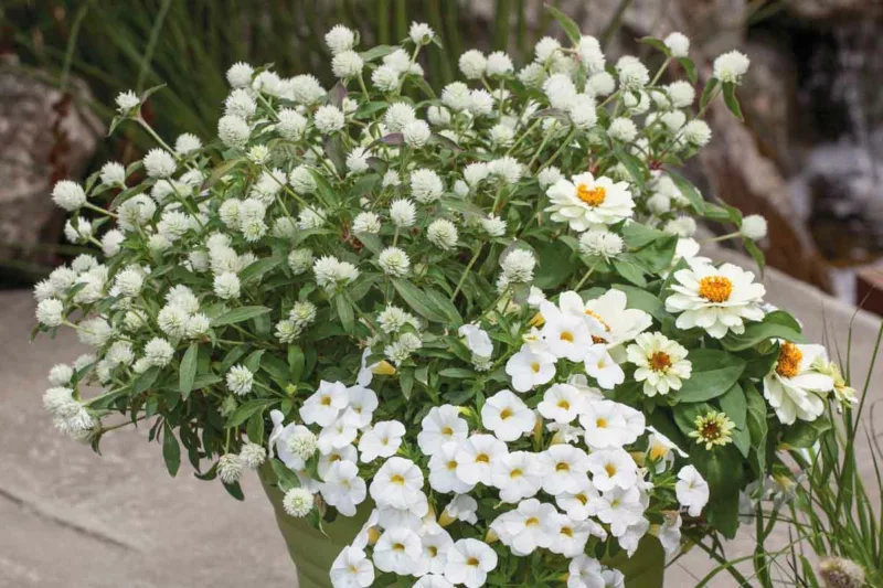 Gomphrena globosa Pinball White, Globe Amaranth Pinball White, Bachelor's Button Pinball White, Globe Flower Pinball White, White Globe Amaranth