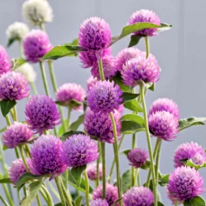 Gomphrena globosa 'Ping Pong Pink', Globe Amaranth 'Ping Pong Pink', Bachelor's Button 'Ping Pong Pink', Globe Flower 'Ping Pong Pink', Pink Globe Amaranth