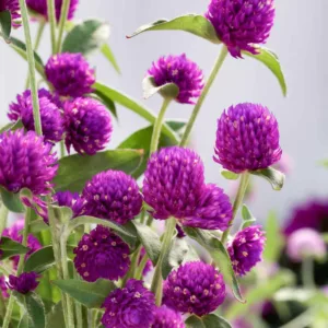 Gomphrena globosa 'Ping Pong Purple', Globe Amaranth 'Ping Pong Purple', Bachelor's Button 'Ping Pong Purple', Globe Flower 'Ping Pong Purple', Purple Globe Amaranth